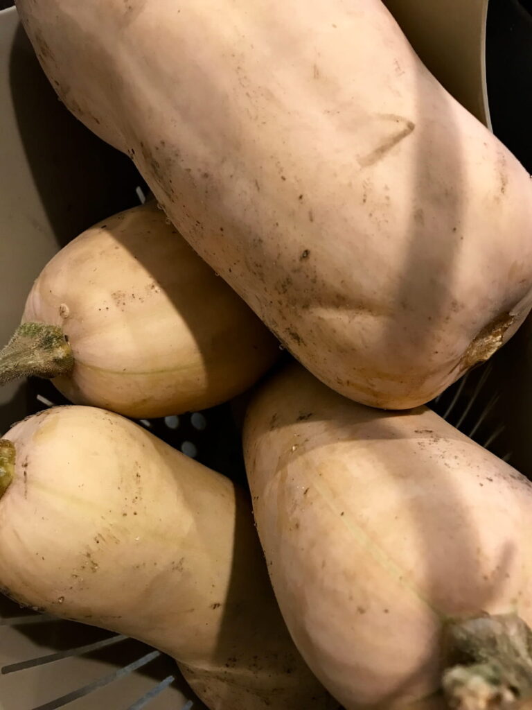 butternut squash